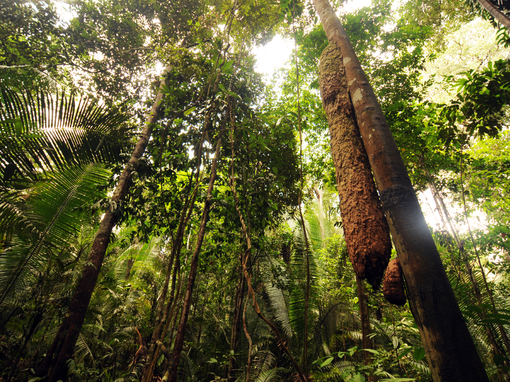 COP 30: saiba tudo sobre o evento que ocorre no Brasil 19 saiba tudo sobre a COP 30